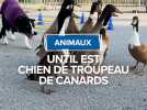 Until est chien de troupeau de canards