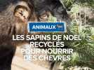 Les sapins de Noël recyclés pour nourrir des chèvres