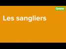 Sangliers Blaton