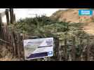 VIDEO. À Pornichet, les vieux sapins de Noël viennent au secours de la dune