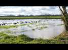 Souligné-sous-Ballon : des agriculteurs désemparés par les inondations