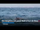 Des dauphins ont passé Noël à Port-de-Bouc