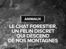 Le chat forestier, ce félin discret qui descend de nos montagnes