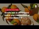 VIDEO. Quelle est la différence entre une clémentine et une mandarine ?