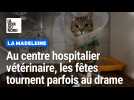 Lille : au centre hospitalier vétérinaire, les fêtes tournent parfois au drame