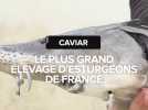 Le plus grand site de production d'esturgeons et de caviar de France