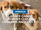 La race Border Collie