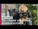 Ces chiens sont des stars sur les réseaux sociaux !