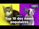 Voici les 10 noms les plus donnés aux chiens et aux chats en 2024