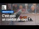 C'est quoi un combat de coqs ?