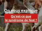 Animaux - Détenir beaucoup d'animaux domestiques : le syndrome de Noé 