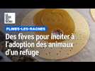 Flines-les-Raches : dans ces galettes, les fèves invitent à adopter un animal d'un refuge