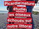 Picardie nature étudie les oiseaux échoués sur notre littoral