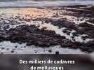 Des milliers de cadavres de mollusques échoués sur l'Île de Ré