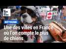 Béthune est l'une des villes en France où l'on compte le plus de chiens