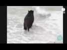 VIDÉO. Un sanglier aperçu en train de se baigner sur cette plage du Morbihan