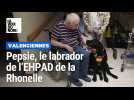 Pepsie, le labrador qui accompagne les résidents de l'EHPAD