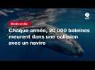 VIDEO. Chaque année, 20 000 baleines meurent dans une collision avec un navire