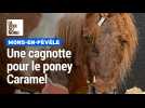 Une cagnotte pour le poney Caramel