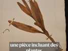 Un herbier rare confectionné par Jean-Jacques Rousseau présenté à Genève