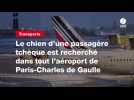 VIDEO. Le chien d'une passagère tchèque est recherché dans tout l'aéroport de Paris-Charles de Gaulle