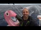 VIDÉO. Vendée Globe : un flamant rose gonflable au service de la science