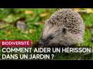 Comment aider un hérisson dans un jardin ?