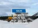 La récolte du gros sel aux salins de Gruissan