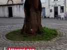 La Rochelle : un sursis pour le paulownia de la place de la Fourche