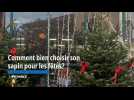 Comment bien choisir son sapin pour les fêtes?