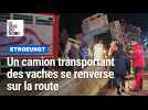 Un camion transportant des vaches se couche sur la RN2