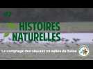 Histoires naturelles #7 : Le comptage des oiseaux en vallée de Seine