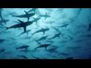 Cinquante nuances de requins