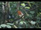 VIDÉO. Compter les oiseaux de jardin pour aider à leur recensement : comment ça marche ?