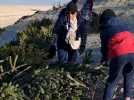 La Teste-de-Buch : dépose de sapins de Noël plage de la lagune contre l'erosion