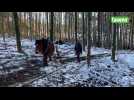 Il débarde les grumes en forêts avec sa jument Belle