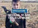 Nicolas, 10ans, taille la vigne