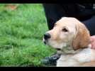 VIDÉO. Vipsy et Vargas, deux futurs chiens guides d'aveugles dans cette commune du Maine-et-Loire