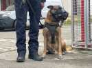 VIDÉO. Une brigade canine à la police municipale, une première à Nantes