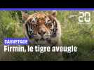 Sauvetage : Firmin, le tigre sans yeux opéré avec succès