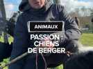 Passion : Chiens de berger