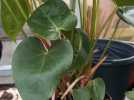 Comment bien s'occuper d'un anthurium