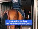 Cannes : quand les chevaux de la police municipale font un tour chez une célèbre marque de luxe