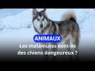 Les malamutes sont-ils des chiens dangereux ?