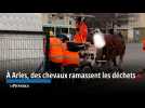 À Arles, des chevaux ramassent les déchets