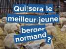 Qui sera le meilleur jeune berger normand 2025 ?