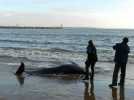 VIDÉO. Fermeture du golfe de Gascogne : des pêcheurs en colère et des dauphin sauvés