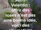 Saint-Valentin : offrir des roses n'est pas vraiment une bonne idée, quelles alternatives pour déclarer sa flamme ?