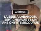 Maltraités, sept chevaux et un âne ont été secourus