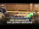 Louches (62) : les ovinpiades des jeunes bergers !